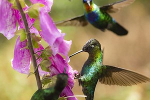 Attract Hummingbirds to Garden With a Simple DIY Nectar Recipe