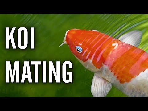 Koi Spawning / Mating Behavior