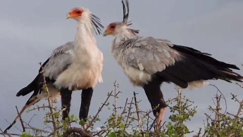How a secretary bird’s kick can kill a snake in seconds