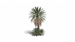 Realistic HD Date palm (28/78) - Download Free 3D model by PlantCatalog
