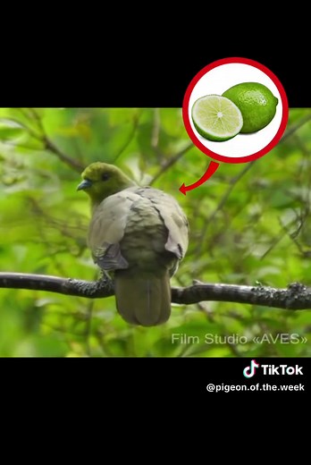 Pigeon on TikTok