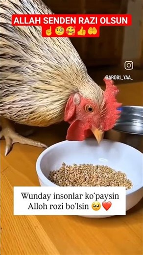 ALLAH SENDEN RAZI OLSUN ☝️🧐🥰👍🤲 #motivation #shabnam #рекомендации #Allah #life