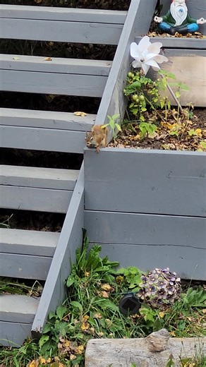 🐈‍⬛ Ebil played a trick on me...one minute he iz hiding in da zucchini leaves and da other minute he iz on da steps 🙀 Iz he a magician? Did he teleport? I swear I didn't touch my nip!!! Smoooooooooch 🩷 | Gentle Ben