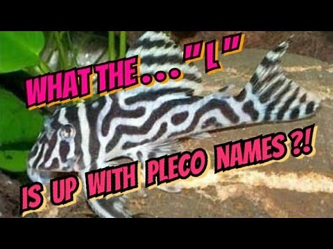 The Pleco Naming System & It's Origin Explained. AKA WHAT THE "L" is Going On?! Loricariidae History