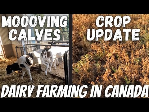 Calf Management and Crop Update!