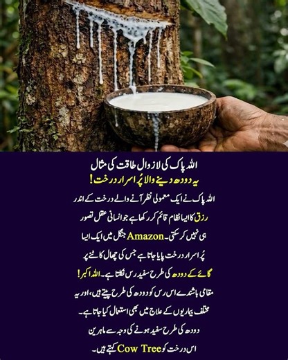 Mysterious Cow Tree of Amazon Rainforest Produces Milk | Raaz e Noor#CowTree #MilkTree #Amazon