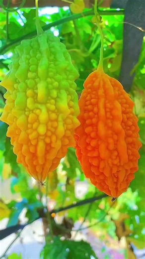 The rural orchards are beautiful and bring joy. #landscape #fruit #naturelandscape#agriculture