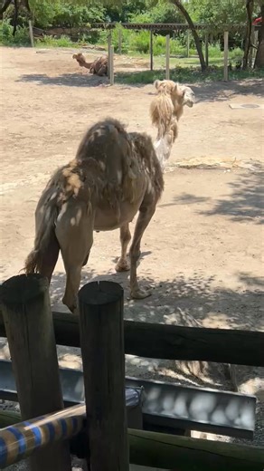 Kansas City Zoo & Aquarium on Reels