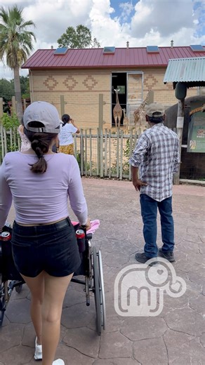 1.7M views · 90K reactions | Por primera vez mis abuelitos conocen el zoológico y las jirafas . 漣 mi abuelita quería conocer las jirafas en persona. Hace tiempo se quedó ciega y nos dijo que cuando volviera a ver quería ir al zoo. 﫶 | Maria Jessica | Facebook