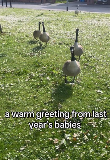 Cute Canadian Goose Goslings