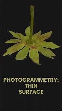 Thin Organic Surface in Photogrammetry: 3DF Zephyr, ZBrush, Marmoset Toolbag