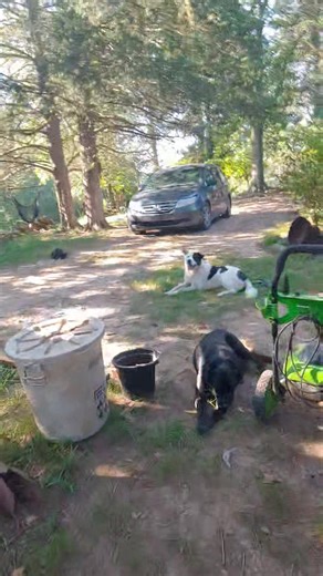 2.6K views · 139 reactions | Puppies, goats and the tiniest donkeys you've ever seen ( not really the tiniest, they stand about 36 inches tall though) all in one episode? #PuppyTV | Hairy Farmpit Girls | Facebook