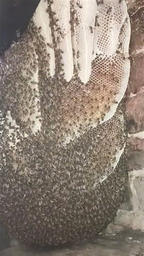 Colony of Honeybee