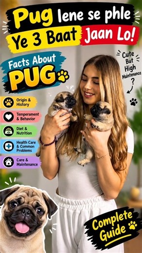 Pug Dog: Important Facts You Must Know Before Getting One! 🐶 | Pug Complete Guide