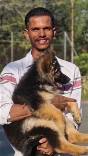 Long coat gsd female pups available Age 68 days Vaccine completed Location Body weight 9kg +