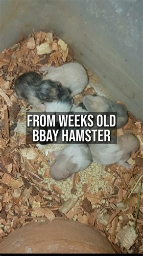 growing baby hamsters weeks old