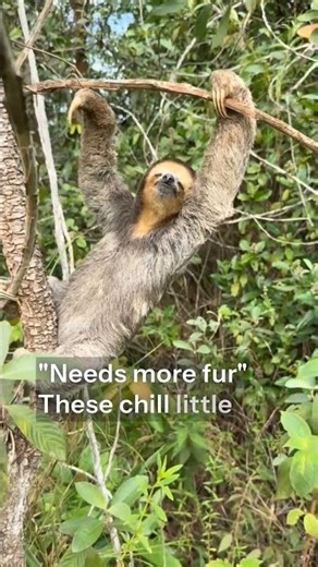 trivia about sloth #sloth #trivia #shorts #animal