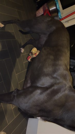 Healthy Lifestyle for Retired Greyhounds: Keep Them Fit