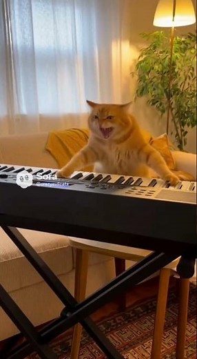 Cat destroys piano