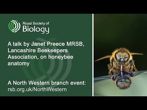 Honeybee Anatomy | Royal Society of Biology North Western branch