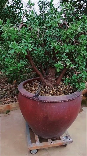 大きな金のなる木🌳 big money tree 🌳✴️