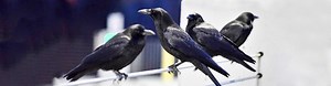 Crows on campus - The University of Washington Bothell