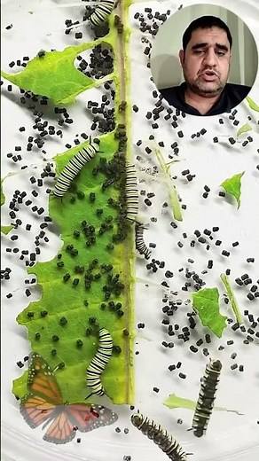 Monarch Butterfly Life Cycle 🦋 #ButterflyLifeCycle #Metamorphosis #NatureScience #Caterpillar