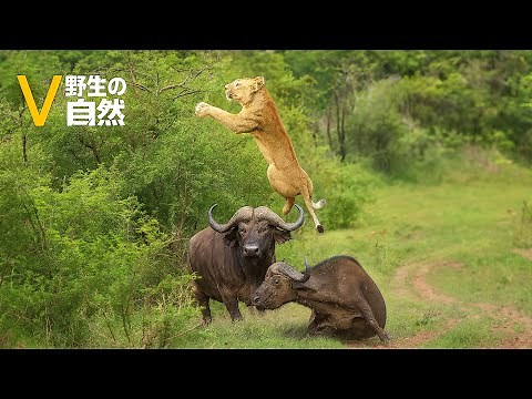 史上最も衝撃的な野生動物バトル映像集 | 野生動物