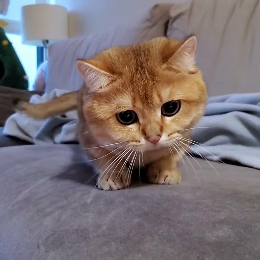 Cat Wiggle Wiggle Wiggle