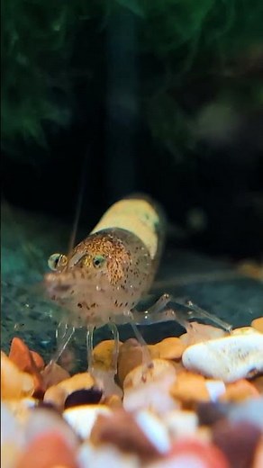 Why Feeding Aquarium Shrimp LESS Works Better