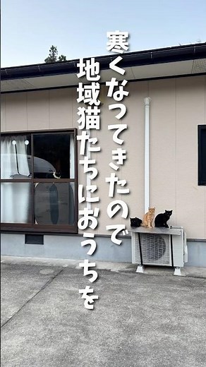 A simple DIY project to create a warm and cozy house for local cats! Two of them move in together...