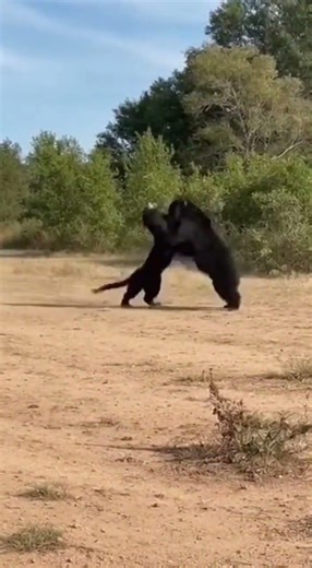 Black Bear vs Panther: Epic Showdown Caught on Camera! 😱