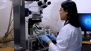 In Vivo Calcium Imaging of Neuronal Ensembles in Networks of Primary Sensory Neurons in Intact Dorsal Root Ganglia