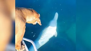 Terminally ill dog mesmerized by a dolphin