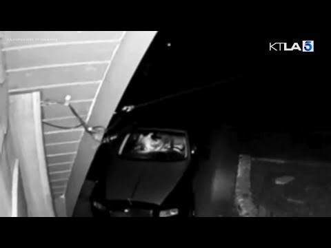 Phony bear attacks on luxury cars end with jail sentences