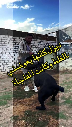 #K9dogtraining #كلاب_شرسة_علاج_حيوانات_كلب #زياد_سامح #مين #هيكسب #تدريب_كلاب #servicedogintraining #CapCut