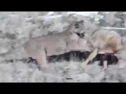 Puma vs Wolf / Волк против Пумы жесткий бой