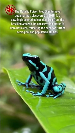 Metallic Poison Frog (Ranitomeya aquamarina) - New Species