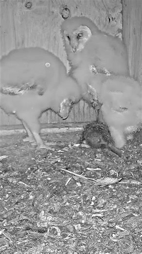 Triple Owl Cuteness 🦉 | Sweet Nest Moment