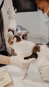 1.4K views · 59 reactions | Ever heard of a veterinary clinic exclusively for cats?  Here at The Cat Clinic, we are proud to provide you with more than just exceptional and specialized feline care – we also offer a bark-free and tranquil zone so you and your cat will have a pawsitive and enjoyable vet experience. And the best part is, we all love cats!  Check us out and see for yourself! We look forward to welcoming you and your cat soon. 李 | The Cat Clinic | Facebook