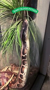 Huge Stretching Blood Python #shorts