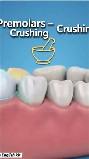 Incisors, Canines# Premolars & Molars #ExplainedFunctions Teeth # Kids Students#healthylifestyle