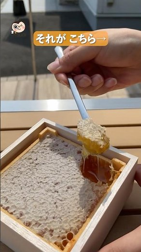 🍯巣房蜜（#コムハニー）の採取現場で、驚きの発見をしました、、、！！🌼🐝🌸✨#beekeeping #杉養蜂園 #養蜂家 #自然 #巣房蜜 #はちみつのある暮らし