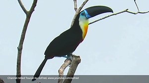 2.9K views · 477 reactions | The Channel-billed Toucan, found throughout the Amazon, has one of the largest beak-to-body ratios in the bird world. Despite its massive size, the toucan's bill is lightweight and doesn't impede flight. The purpose of this over-sized beak, however, has been debated for decades. Only recently did scientists discover its unexpected benefits. https://abcbirds.org/bird/channel-billed-toucan/ | American Bird Conservancy | Facebook