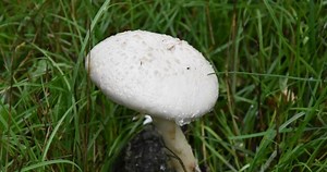 Na tuhle muchomůrku pozor: Houbový skvost z parku vás připraví o 5 tisíc!