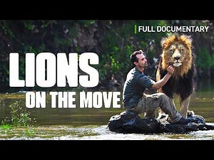 Lions on the Move: Kevin Richardson’s Bold Mission to Relocate 27 Lions | Full Lion Documentary