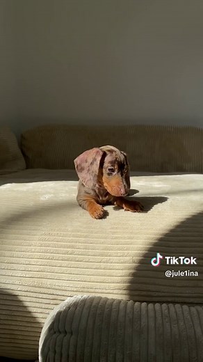 Adorable Baby Wiener Dog Compilation