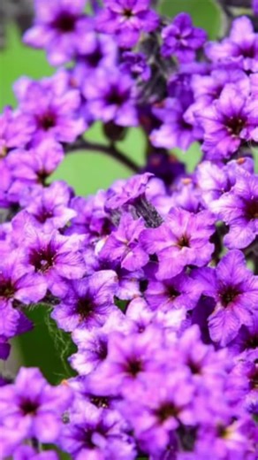 homemade parfum by HomeChemist , inspired by ForbiddenRose AvrilLavigne