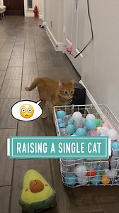 81K views · 4.2K reactions | Raising a single cat Even though adopting two kittens are better than just one, not everyone can adopt two at the same time. Keeping GB, now a single cat who was raised with other kittens, entertained and stimulated is going to require more time, ideas and huge commitment. I'll be sharing some of the things I do with/for GB. Of course, having PB is a big help too! *I put away string/ribbon toys away after play sessions. | Bordernerd | Facebook