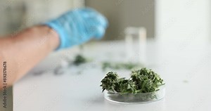 Male lab doctor in gloves examines marijuana in laboratory. Man worker assesses various aspects of cannabis composition and purity